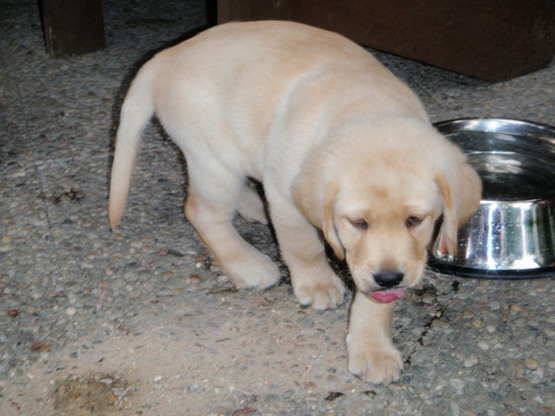 Labradorský retriever - Aillen 4