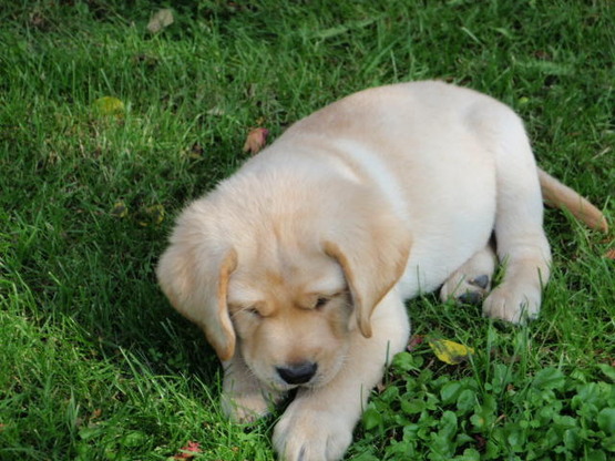 Labradorský retriever - Aillen 7