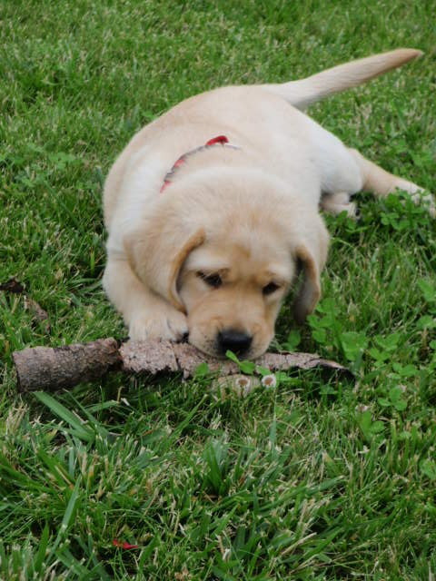 Labradorský retriever - Aillen 11