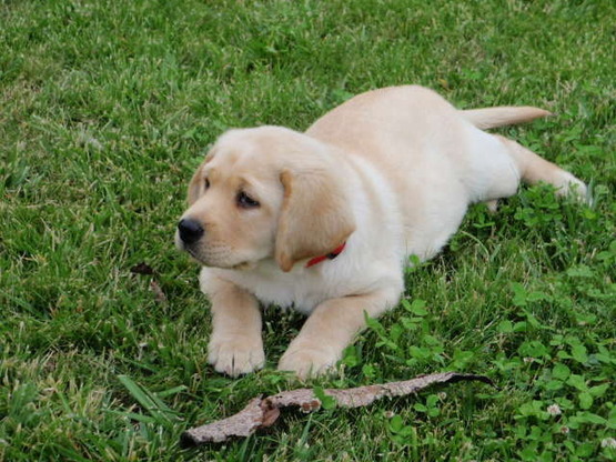 Labradorský retriever - Aillen 12