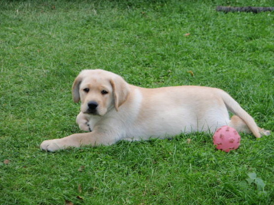 Labradorský retriever - Aillen 18