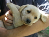 Labrador v náručí
